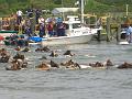 Chincoteague Pony Swim July 2007 060